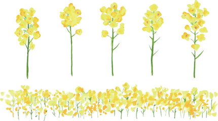 水彩画。菜の花の装飾ベクターイラスト。水彩タッチの菜の花。Watercolor painting. Rape blossoms decoration vector illustration. Rape blossoms with watercolor touch.