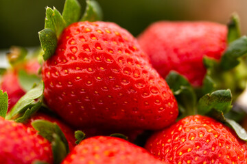 strawberries on a green background