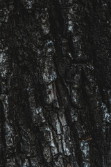 Texture