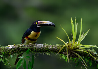 Collared Aracari portrait on mossy stick against dark green background