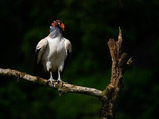 King Vulture standing on stick, portrait against dark green background