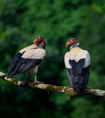 Two King Vultures standing on stick  against dark green background
