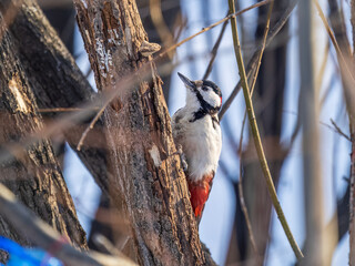 Little woodpecker sits on a tree trunk. The great spotted woodpecker, Dendrocopos major