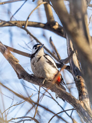 Little woodpecker sits on a tree trunk. The great spotted woodpecker, Dendrocopos major
