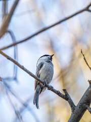 Cute bird the willow tit, song bird sitting on a branch without leaves in the winter.