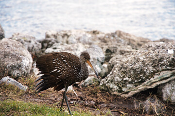 limpkin out on the rocks in florida
