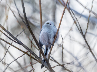 European long-tailed tit, latin name Aegithalos caudatus. A bird sitting on a branch in a deciduous forest.