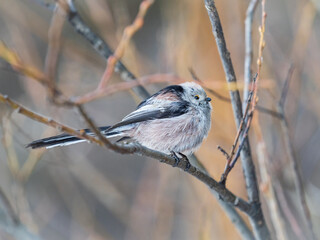 European long-tailed tit, latin name Aegithalos caudatus. A bird sitting on a branch in a deciduous forest.