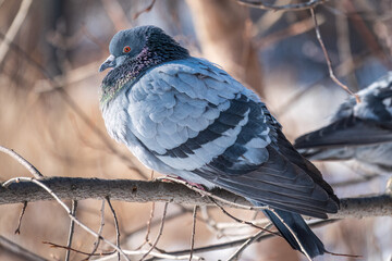The fat pigeon sitting on a branch.