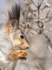 The squirrel with nut sits on tree in the winter or late autumn. Portrait of the squirrel close-up