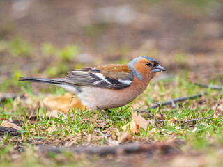 Common chaffinch, Fringilla coelebs, sits on a green lawn in spring. Common chaffinch in wildlife.