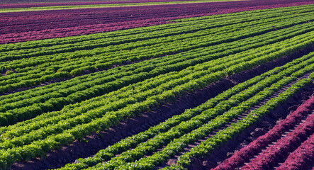 healthy crops in rows and ready for harvesting in the fertile soil of Lindenow East Gippsland,...