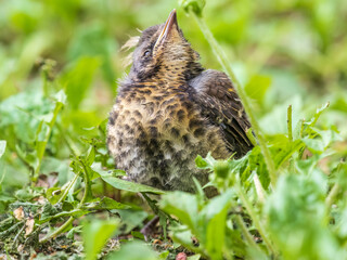 A fieldfare chick, Turdus pilaris, has left the nest and sitting on the spring lawn. A fieldfare chick sits on the ground and waits for food from its parents.