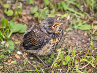 A fieldfare chick, Turdus pilaris, has left the nest and sitting on the spring lawn. A fieldfare chick sits on the ground and waits for food from its parents.