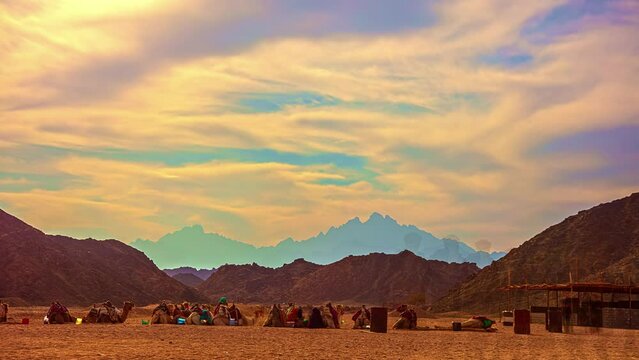 Camels in Egypt's arid desert landscape waiting to take tourists for a ride - cloudscape time lapse