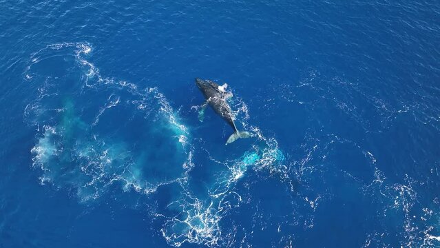 Humpback Whales Celebrating The Birth Of A Newborn Calf. Mom Holding Baby As It Takes Its First Breaths Out Of The Water.
