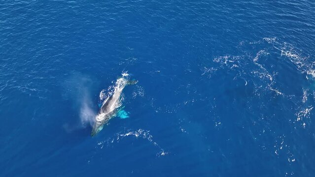 Humpback Whales Displaying Romantic Courtship Behaviors In The Hawaiian Breeding Grounds Of West Maui.