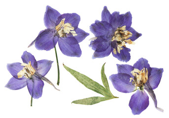 Pressed and dried delphinium flowers isolated on white background. For use in scrapbooking,...