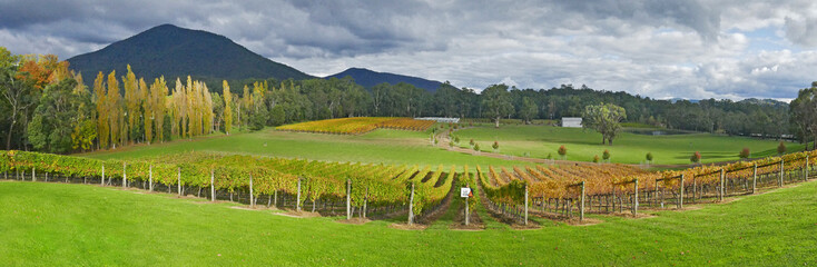 Fototapeta na wymiar Healesville vineyards with the beautiful Yarra Ranges backdrop in Victoria-Australia.