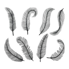 
Set of bird feathers vector. Hand drawn illustration. Outline with transparent background