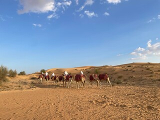 The desert and camels in Abu Dhabi