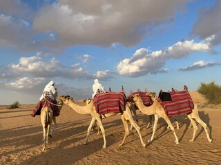 The desert and camels in Abu Dhabi
