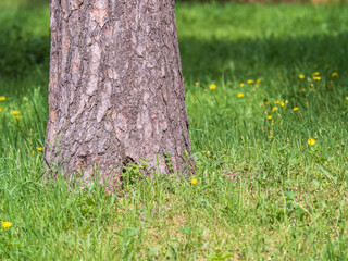 Textured pine tree trunk and beautiful vibrant green grass. Sun light falling on grass. Tree trunk and green grass in the sunlight