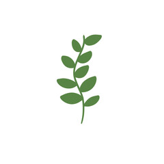 Fototapeta premium green leaf isolated on white