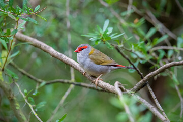 Red-browed finch