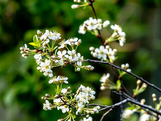 branch of a blooming white cherry tree in the garden