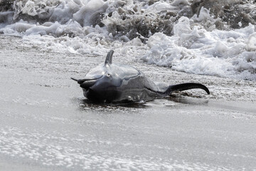 Ein angespülter Delfin am Strand vom Corcovado Nationalpark in Costa Rica - obrazy, fototapety, plakaty