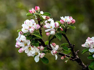 apple tree blooming with a delicate pink color
