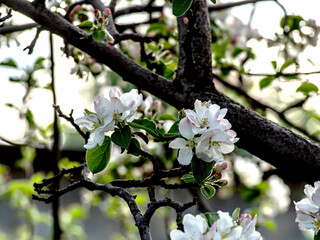 apple tree blooming with a delicate pink color