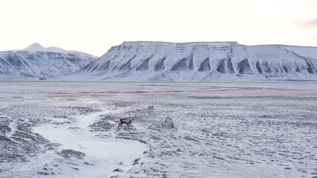 Small group of reindeers feeding in fresh snow covered mountain tundra. Svalbard Reindeer species. Digging, sniffing and feeding. Drone fottage.