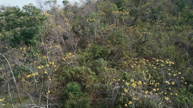 Yellow silk cotton tree plantation. Cochlospermum religiosum, known as buttercup tree, Cambodia, South east Asia.  Drone aerial lift fly out.The tree for achieved enlightenment in buddhism.
