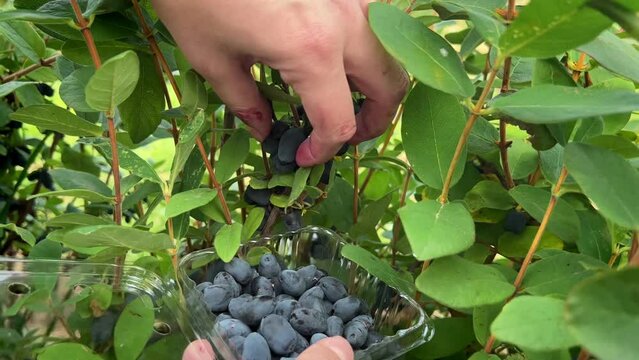 Hands picking Haskap blueberries inside a dense bush and filling a clamshell with them