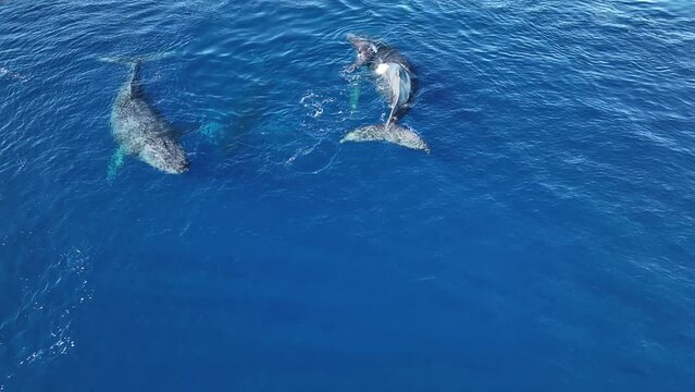 Humpback Whale Mom Gives Birth To A Baby Calf In The Winter Breeding Grounds Of Hawaii. Large Male Escort Circles Around The Pair.
