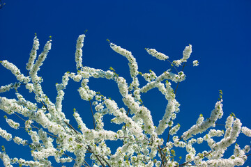 Fototapeta na wymiar cherry blossom tree