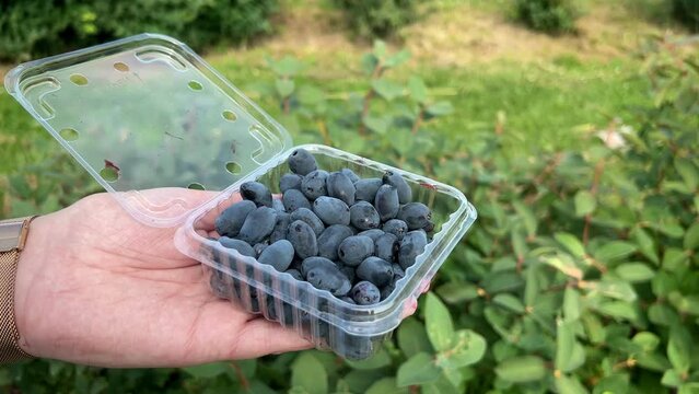 Hand holding clamshell filled with freshly picked Haskap blueberries on a berry field