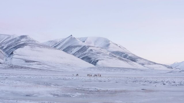 Small reindeer family feeding in fresh snow covered mountain tundra. Svalbard Reindeer species. Drone fottage. Low orbit, with beautiful Svalbard mountain scenary in the background.