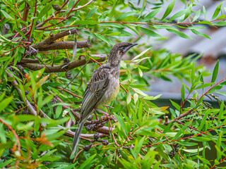 Wattle Bird Neck Extended