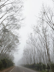 View of Beautiful rubber tree tunnel road Deciduous rubber trees with morning fog Rubber trees grow in rows. natural scenery when the rubber trees shed their leaves