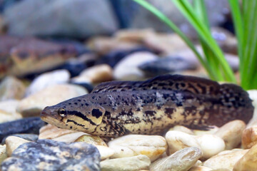 Blotched snakehead fish or Forest snakehead fish
