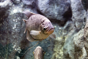 Giant gourami fish in the aquarium