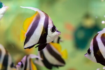 Pennant coralfish (Heniochus acuminatus), also known as the reef bannerfish or coachman.

