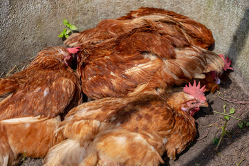 Mother Hen and Protecting Chicks