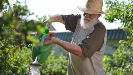 Smiling bearded senior gardener pouring water on plants in spring summer garden. Portrait of positive confident Caucasian old bearded man watering bushes in sunshine outdoors. Slow motion