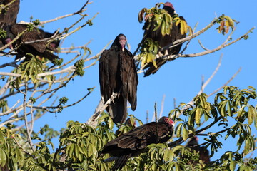 vulture poses in a green tree with other vultures