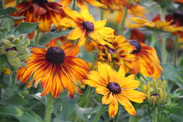 flowers in the garden