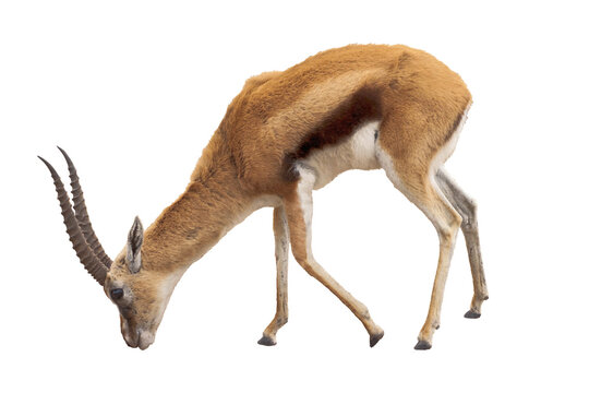 Cutout of an isolated male Thomson's gazelle grazing with the transparent png
